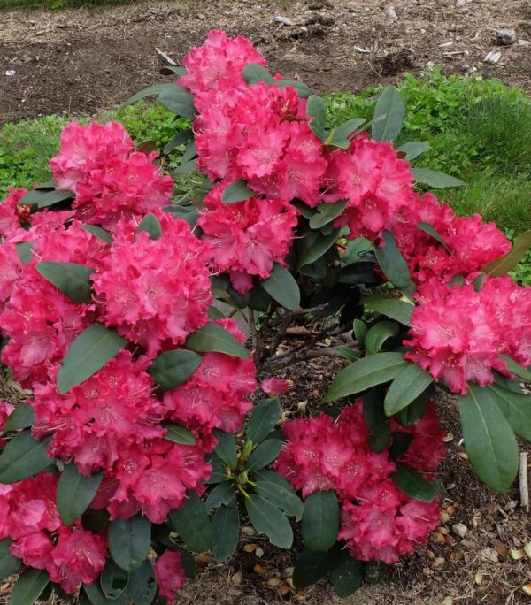RHODODENDRON `HOLDEN`S RED`