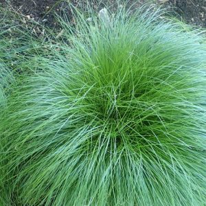 CAREX ROSEA