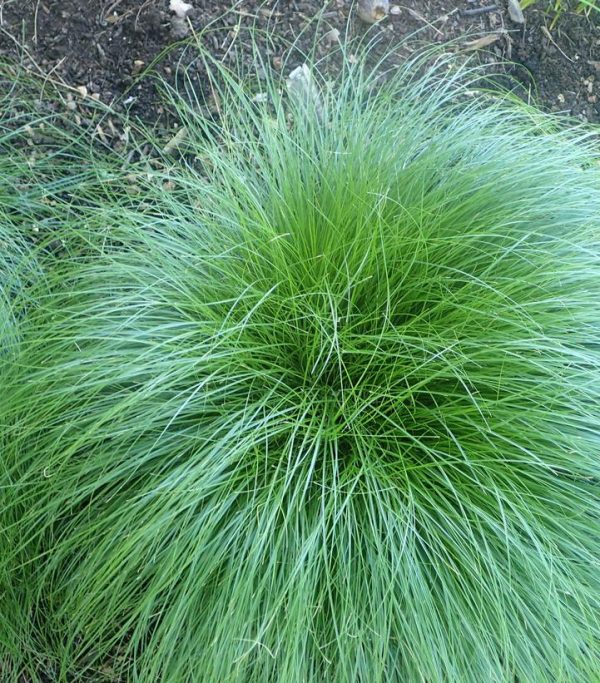 CAREX ROSEA