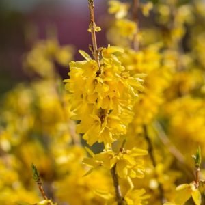 FORSYTHIA SPP. `SPRING FLING`