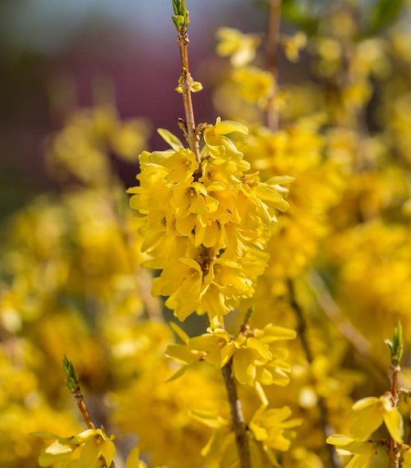 FORSYTHIA SPP. `SPRING FLING`