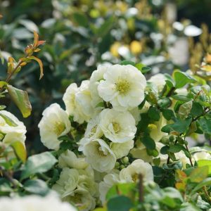 CHAENOMELES `DOUBLE TAKE ETERNAL WHITE`