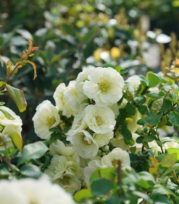CHAENOMELES `DOUBLE TAKE ETERNAL WHITE`