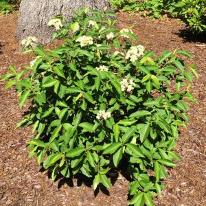 VIBURNUM CASSINOIDES `RAISINETTE`