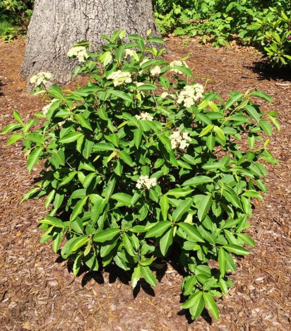 VIBURNUM CASSINOIDES `RAISINETTE`