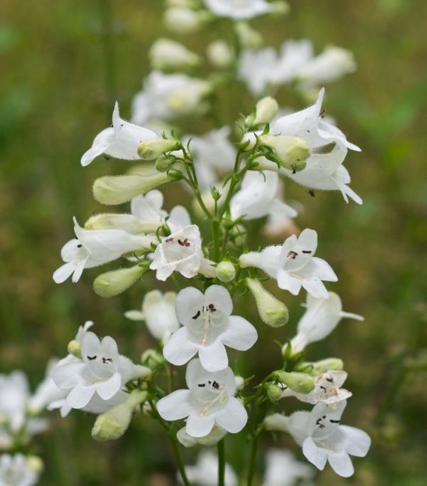PENSTEMON DIGITALIS