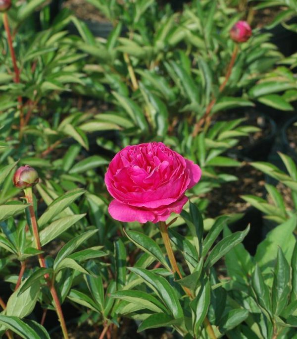 PAEONIA LACTIFLORA `KANSAS`