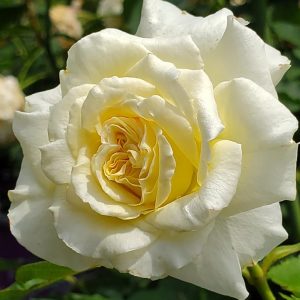 ROSA `THE FINEST`