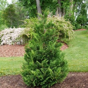 CHAMAECYPARIS PISIFERA `CEDAR RAPIDS`