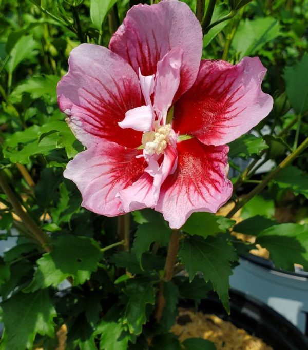 HIBISCUS SYR. `RED PILLAR`