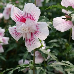 HIBISCUS SYR. `STARBLAST CHIFFON`