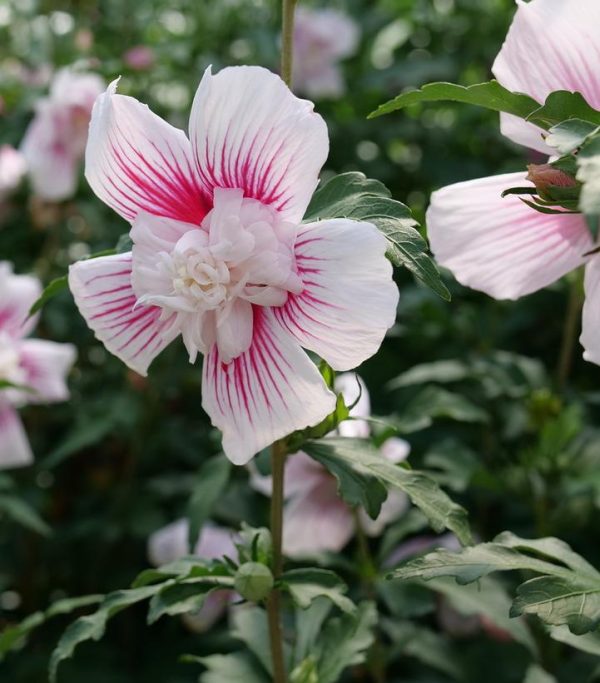 HIBISCUS SYR. `STARBLAST CHIFFON`