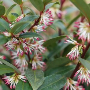 SARCOCOCCA HOOKERIANA `SWEET & LO`