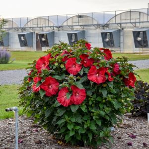 HIBISCUS SUMMERIFIC `VALENTINE`S CRUSH`