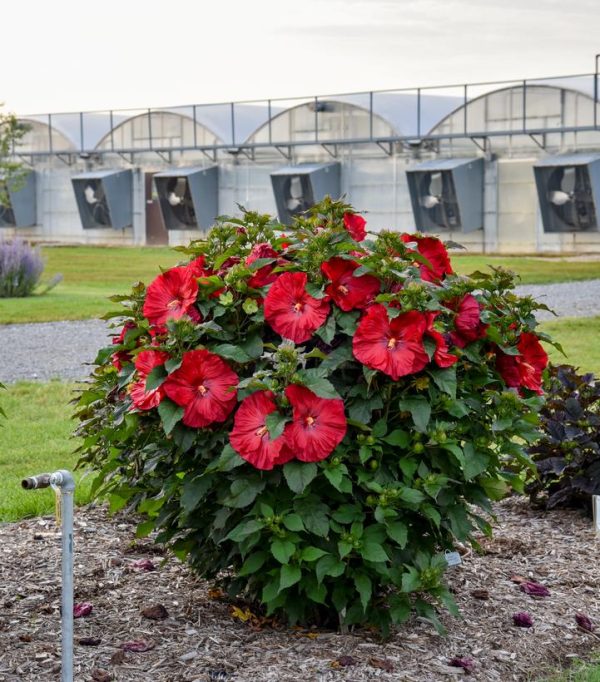 HIBISCUS SUMMERIFIC `VALENTINE`S CRUSH`