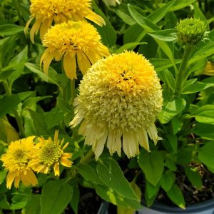 ECHINACEA DOUBLE CODED `BUTTER PECAN`