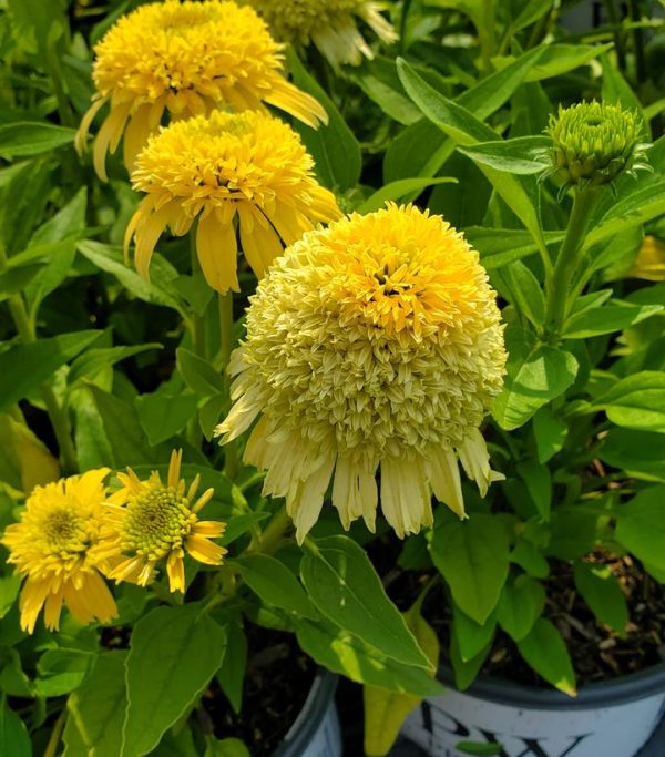 ECHINACEA DOUBLE CODED `BUTTER PECAN`