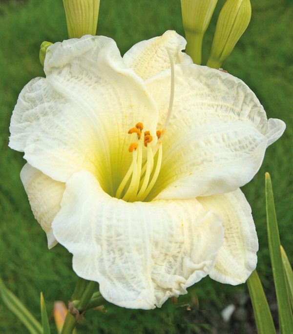 HEMEROCALLIS `GENTLE SHEPHERD`