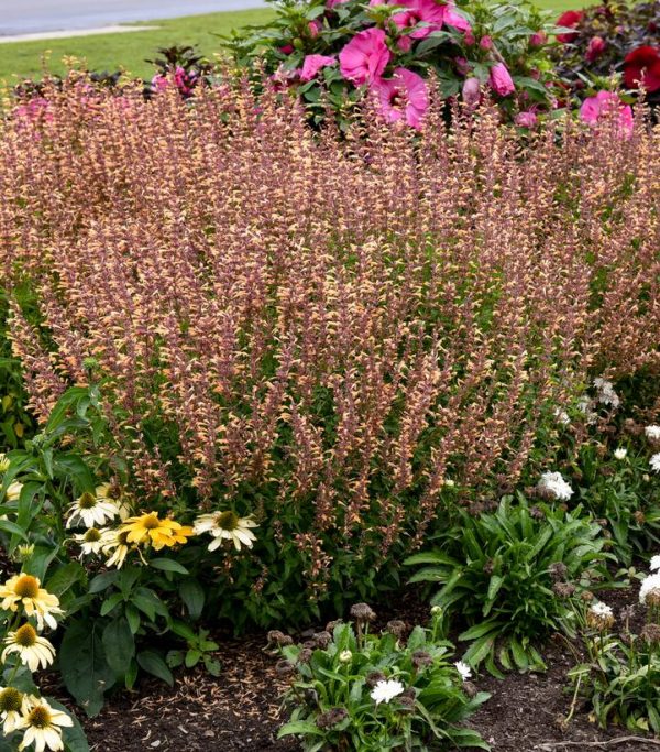 AGASTACHE MEANT TO BEE `QUEEN NECTARINE`