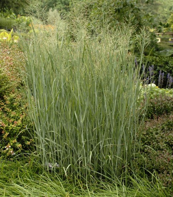 PANICUM VIRGATUM `HEAVY METAL`