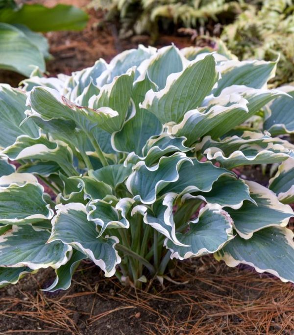 HOSTA SHADOWLAND `HOPE SPRINGS ETERNAL`