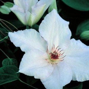 CLEMATIS `SNOW QUEEN`
