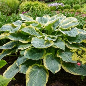 HOSTA SHADOWLAND `GIGANTOSAURUS`