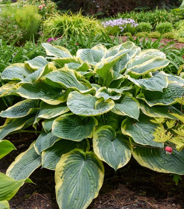 HOSTA SHADOWLAND `GIGANTOSAURUS`