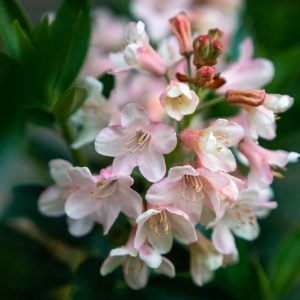 RHODODENDRON MICRANTHA `BLOOMBUX BLUSH`