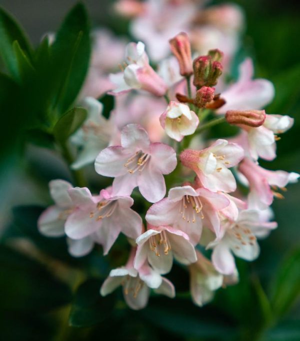 RHODODENDRON MICRANTHA `BLOOMBUX BLUSH`