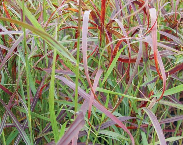 PANICUM VIRGATUM `RUBY RIBBONS`