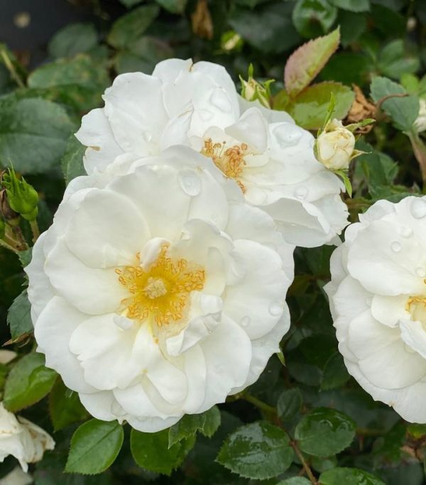 ROSA `OSO EASY ICE BAY`