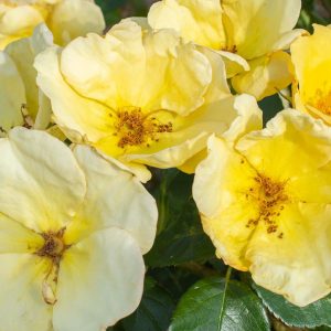 ROSA `EASY BEE-ZY KNOCK OUT`