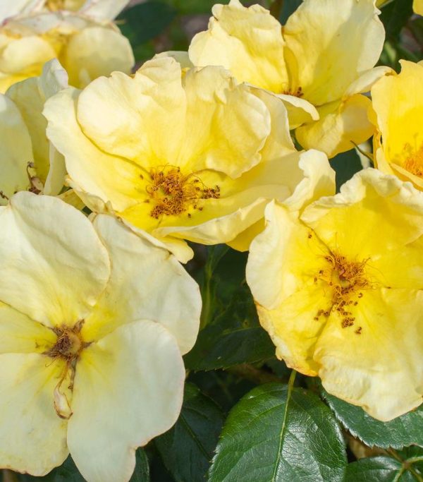 ROSA `EASY BEE-ZY KNOCK OUT` - TREE 24
