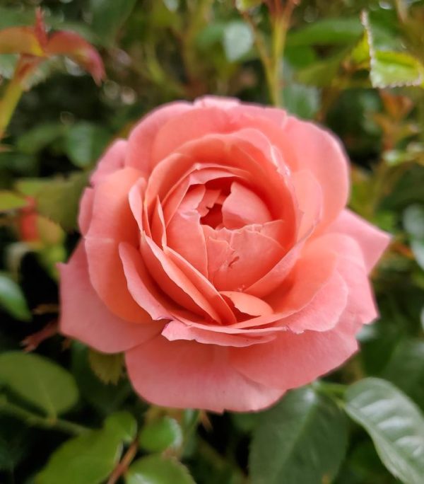 ROSA `ORANGE GLOW KNOCK OUT`
