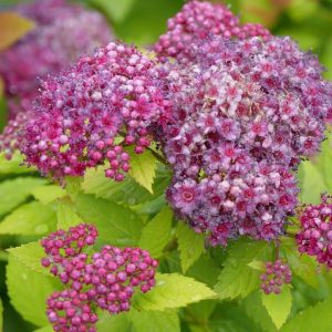 SPIRAEA JAPONICA DOUBLE PLAY `DOLLY`