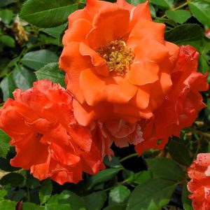 ROSA `PATRIOT DREAM`