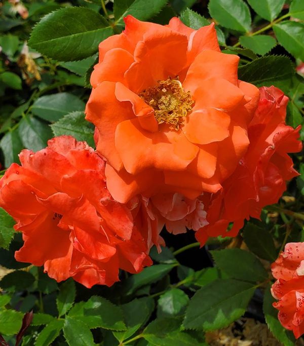 ROSA `PATRIOT DREAM`