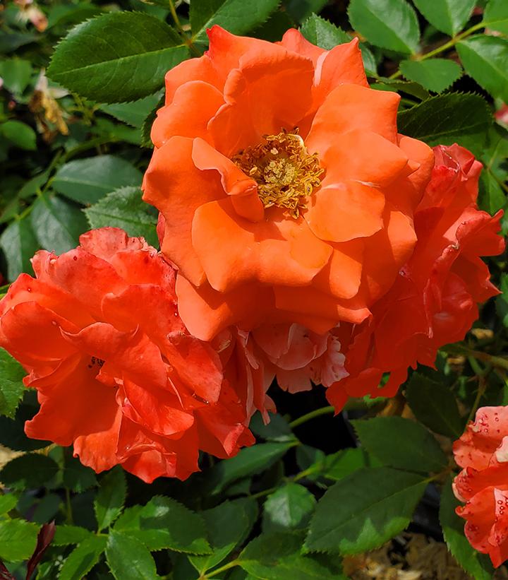 ROSA `PATRIOT DREAM`