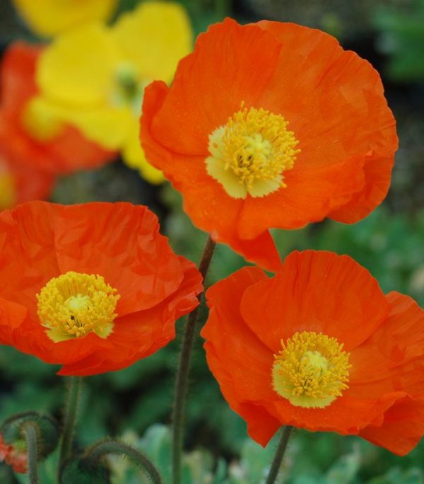 PAPAVER `GARDEN GNOME`