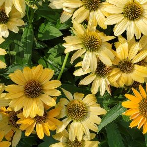 ECHINACEA SUNMAGIC `VINTAGE MANGO`