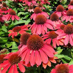 ECHINACEA SUNMAGIC `VINTAGE RUBY`