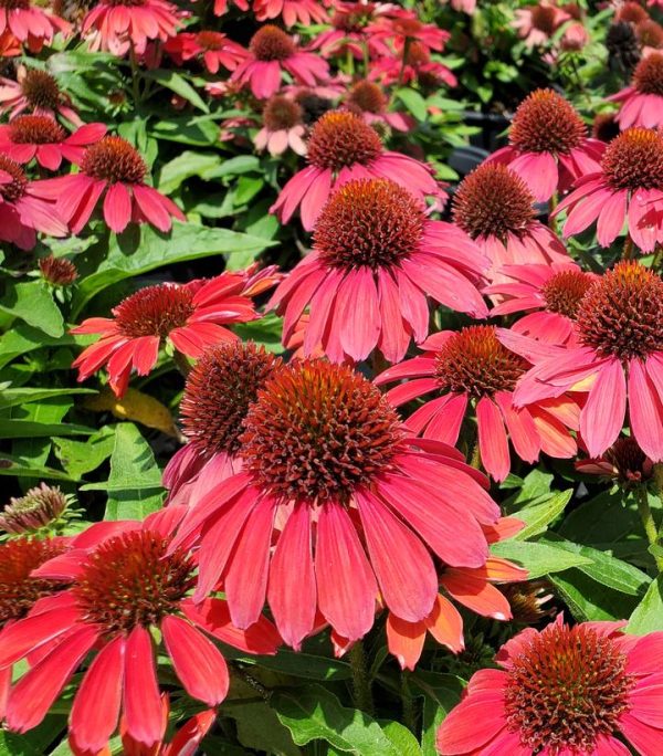 ECHINACEA SUNMAGIC `VINTAGE RUBY`