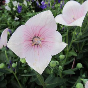 PLATYCODON GRANDIFLORUS `ASTRA WHITE`