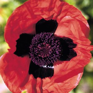 PAPAVER ORIENTALE `BRILLIANT`