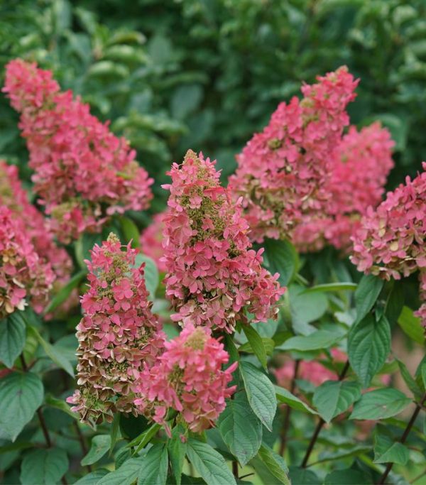 HYDRANGEA PAN. `PINKY WINKY PRIME`