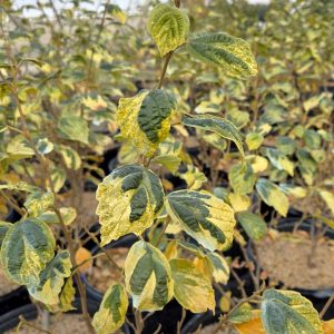 HAMAMELIS VIRGINIANA `LITTLE PROSPECT`