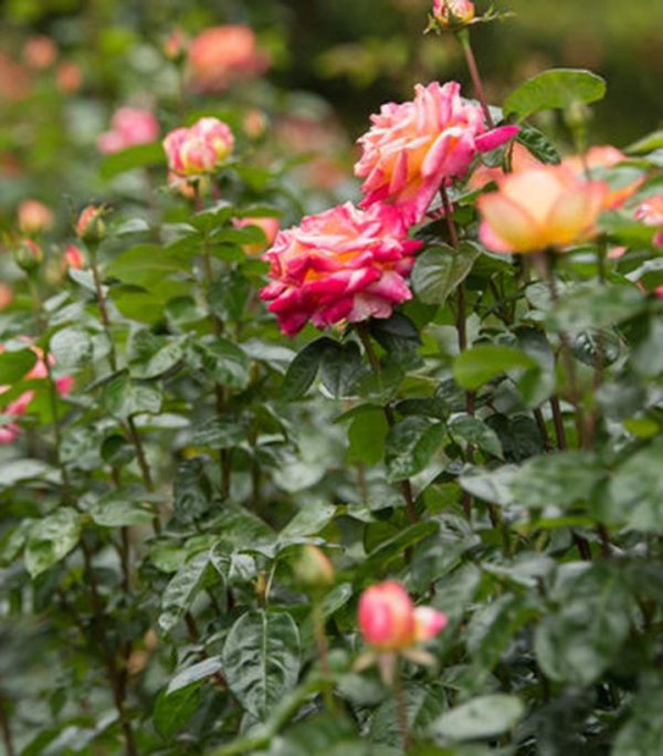 ROSA `LOVE AND PEACE`
