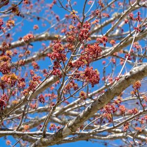 ACER RUBRUM