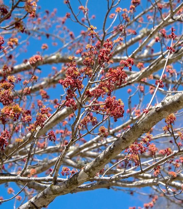 ACER RUBRUM